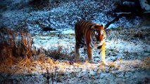 National Geographic Wild American Tiger 720p Full documentary nature HD