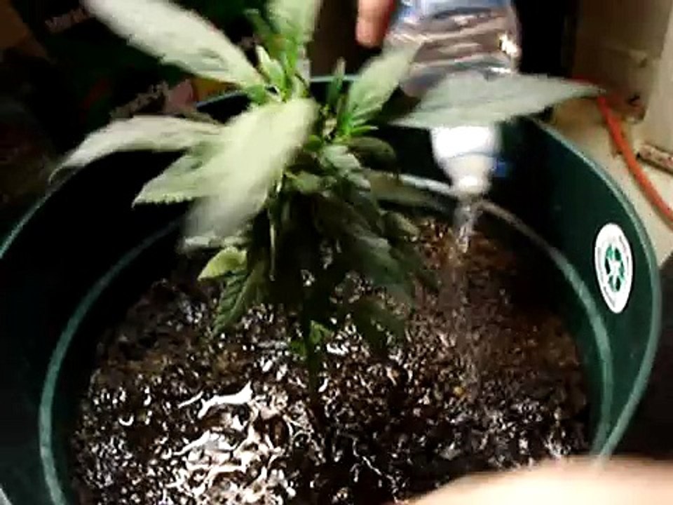 My Home Marijuana Growing (basic watering)