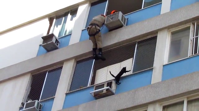 Sauvetage d'un chat au bord d'une fenêtre