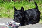 Scottish terrier Lana slideshow