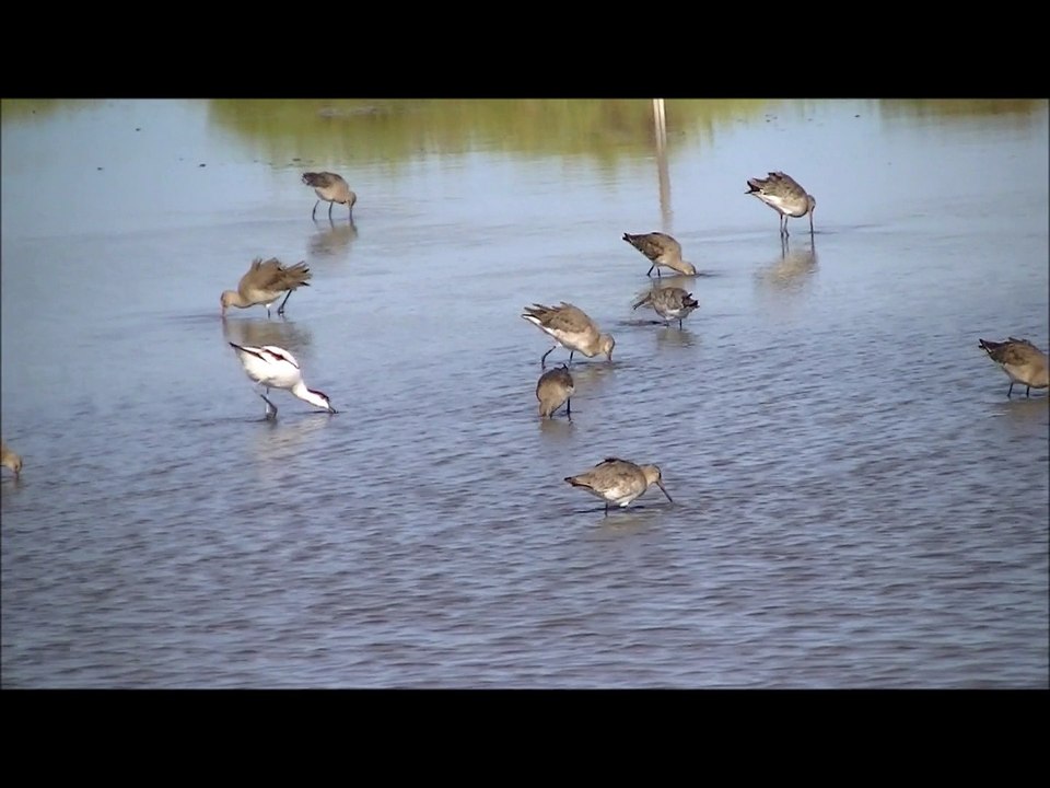 barges à queue noire