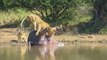 A dead Hippo 'defecating' on a lioness