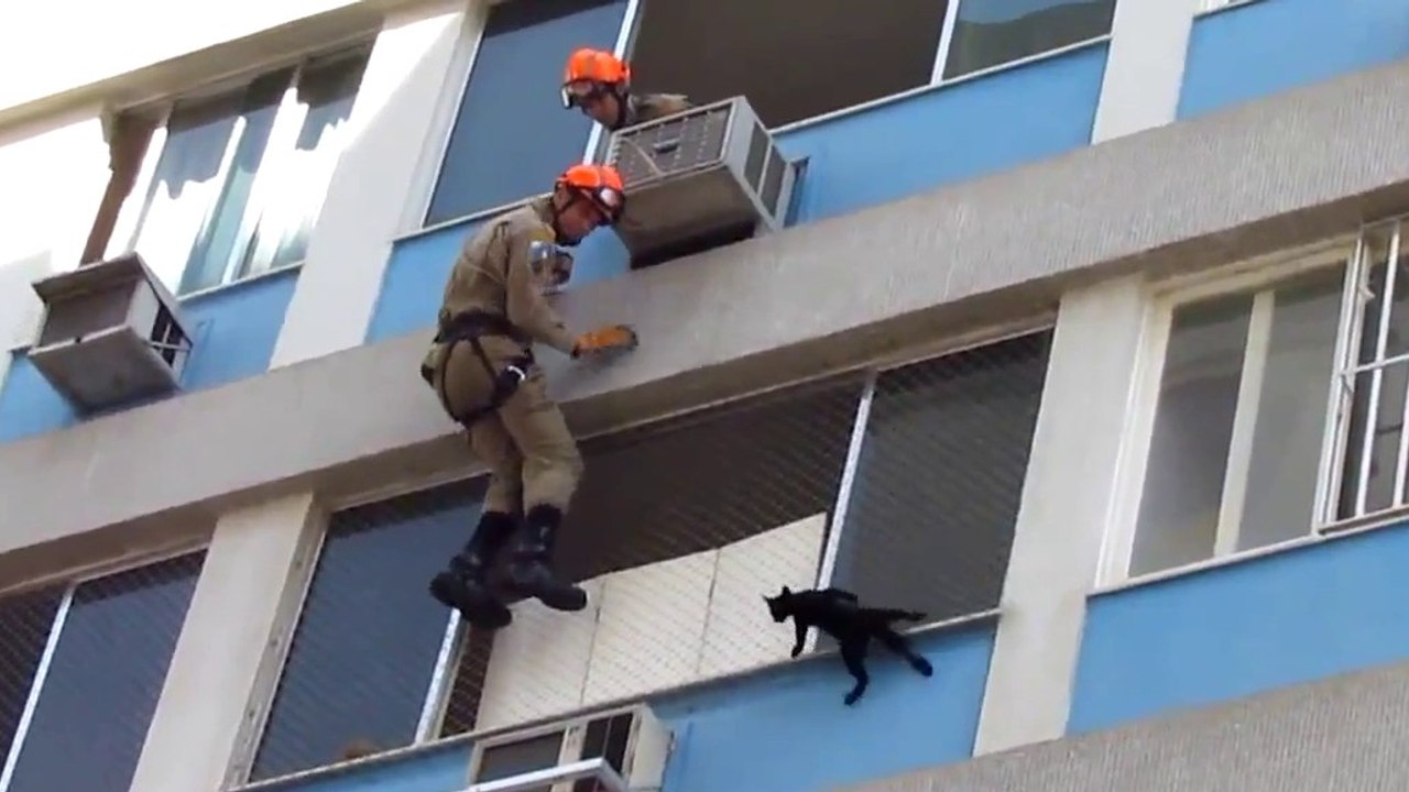 Rescue of a cat on the edge of a window