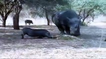 Funny Animal Voice Over - Rhino Kills Wild Boar