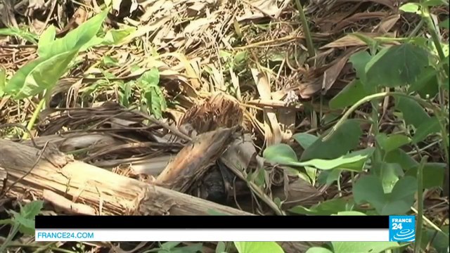 RD Congo : Meurtres, viols…. Bosco Ntaganda Terminator jugé pour crimes contre l’humanité