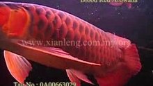 Xian Leng Blood Red Arowana (4)