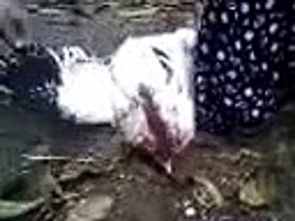 ALLAH DİYEN HOROZ SABAH NAMAZI VAKTİ OTUNCE ANLAYINIZKI SABAH NAMAZI VAKTİ GELMİŞTİR