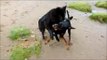 Doberman Rory playing fighting with best pal Skye the German shepherd