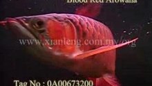 Xian Leng Blood Red Arowana (5)