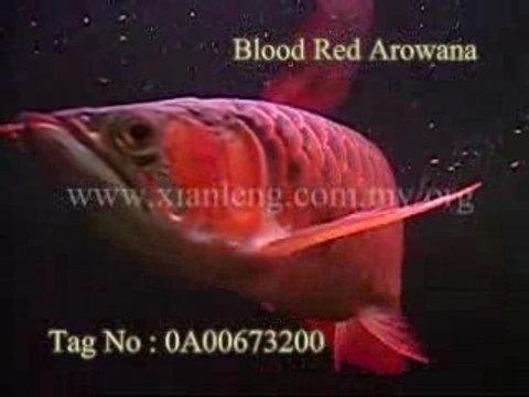 Xian Leng Blood Red Arowana (5)