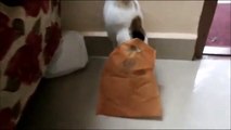 Funny Cat 1_ Cat Face Is Covered By a Plastic Bag _ Funny Cat Video. You will not control Laughing.