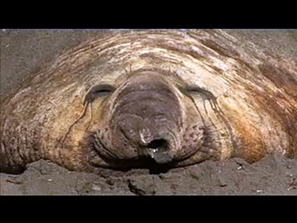 Antarctica's amazing wildlife aboard National Geographic Explorer, Lindblad Expeditions