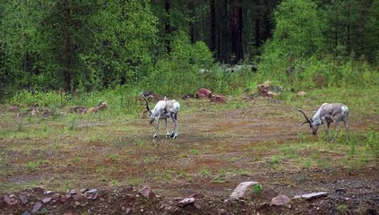 Les rennes en été, Finlande 2015 (grand)