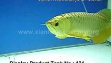 Xian Leng Golden Head MalaysianGolden1