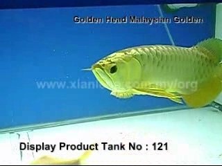 Xian Leng Golden Head MalaysianGolden1