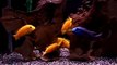 Labidochromis Caeruleus Part 1 Yellow Lab Cichlid Fighting Fight