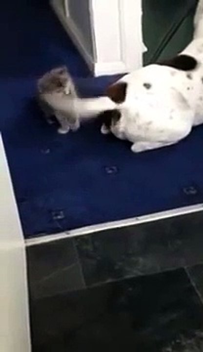 Kitten plays with big american staff dog! So cute
