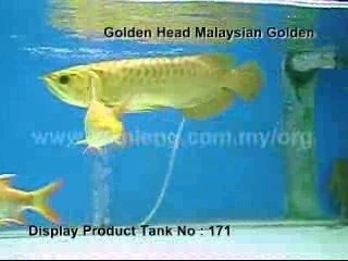Xian Leng Golden Head MalaysianGolden2