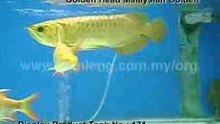 Xian Leng Golden Head MalaysianGolden2