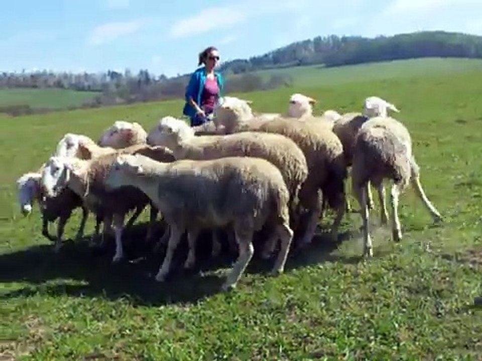 Border Collie Herding Sheep