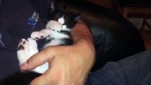 Snoozing Kitten Wakes Up for a Treat