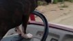 Boston Terrier demonstrates driving skills