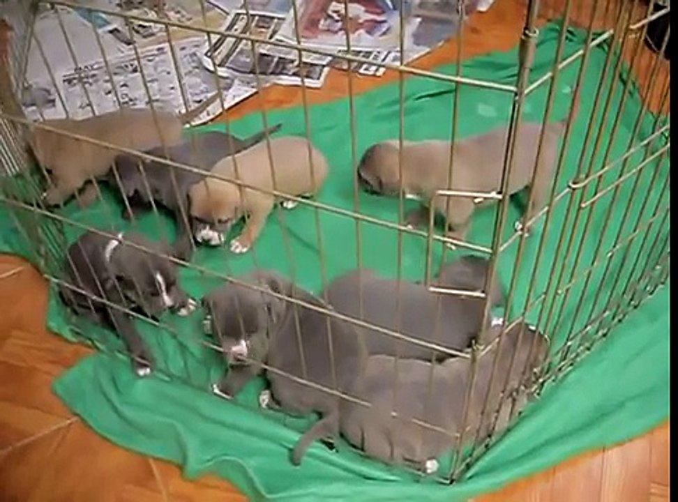 Pitbull Puppies growling and barking