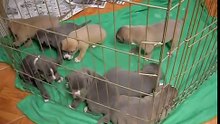 Pitbull Puppies growling and barking