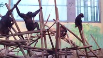 Chimpanzee and Gorilla Feeding Munich Zoo