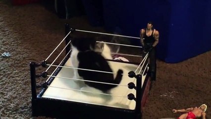 Dos gatitos pelean en un ring de lucha libre