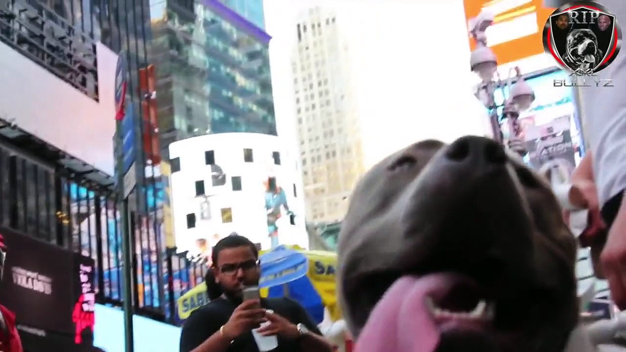 XXL BULLY NEW YORK...