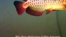 Xian Leng Blue Base  Arowana (2)