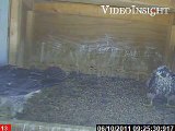 Peregrine Falcon Chicks Compete for Food