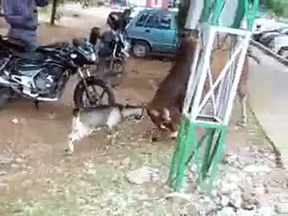 une vache se battre avec une chèvre mdr