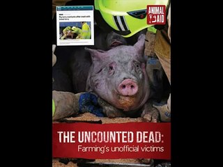 Animal Deaths Pre-Slaughter (43 million) - An Animal Aid Report 2014