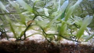 Baby Shrimp / Amphipods