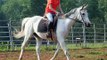 HORSE FOR SALE: Haiku, well-trained QH w/flying lead changes!