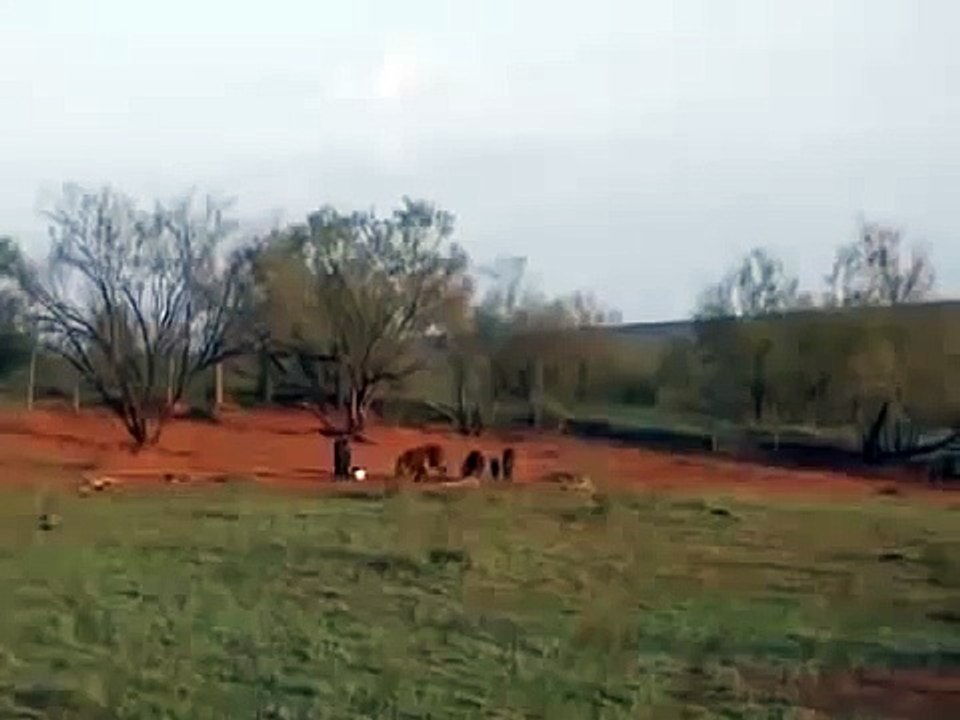 Stupid Rednecks Hunting Wild Hogs Using Explosives Dailymotion Video