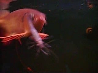 Red Tail Golden (RTG) eating