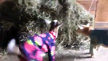 Viral Star Goats Return for More Fun in Pajamas