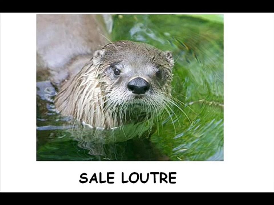 Dragostea Din Tei-Hallucination Auditive (French Misheard Lyrics)