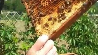 Apisfilm: pravidelná prohlídka úlu