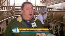 Jornal EPTV - produção de leite de ovelhas e derivados em MG