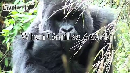 Big Black Wild Ape Attempts to Kidnap Innocent White Onlooker