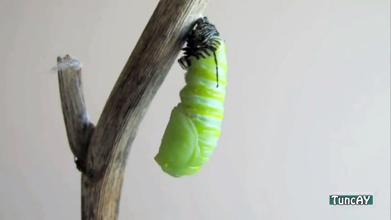 Kelebeğin Oluşumu-Tırtıl Kelebek Oluyor