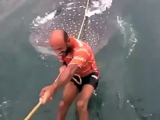 Swimming with Whale Sharks