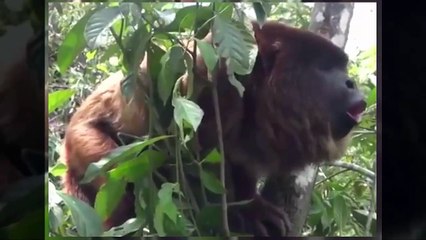 Death Metal Band Vocalist