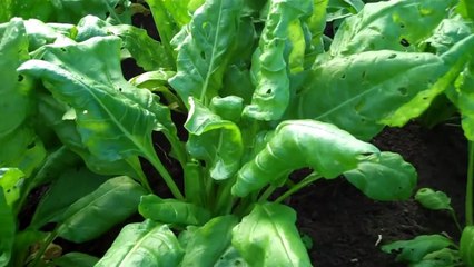 Growing perpetual spinach