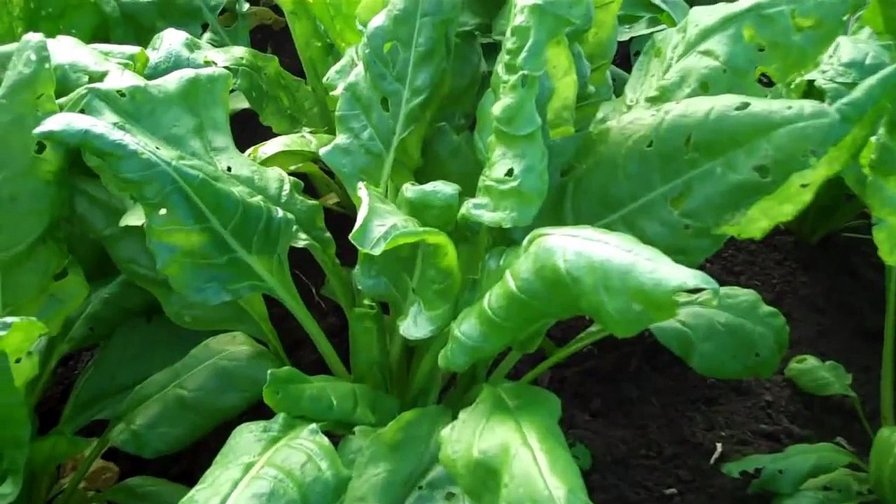 Growing perpetual spinach