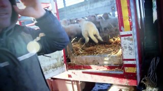 La vita degli agnelli in un'investigazione di Animal Equality
